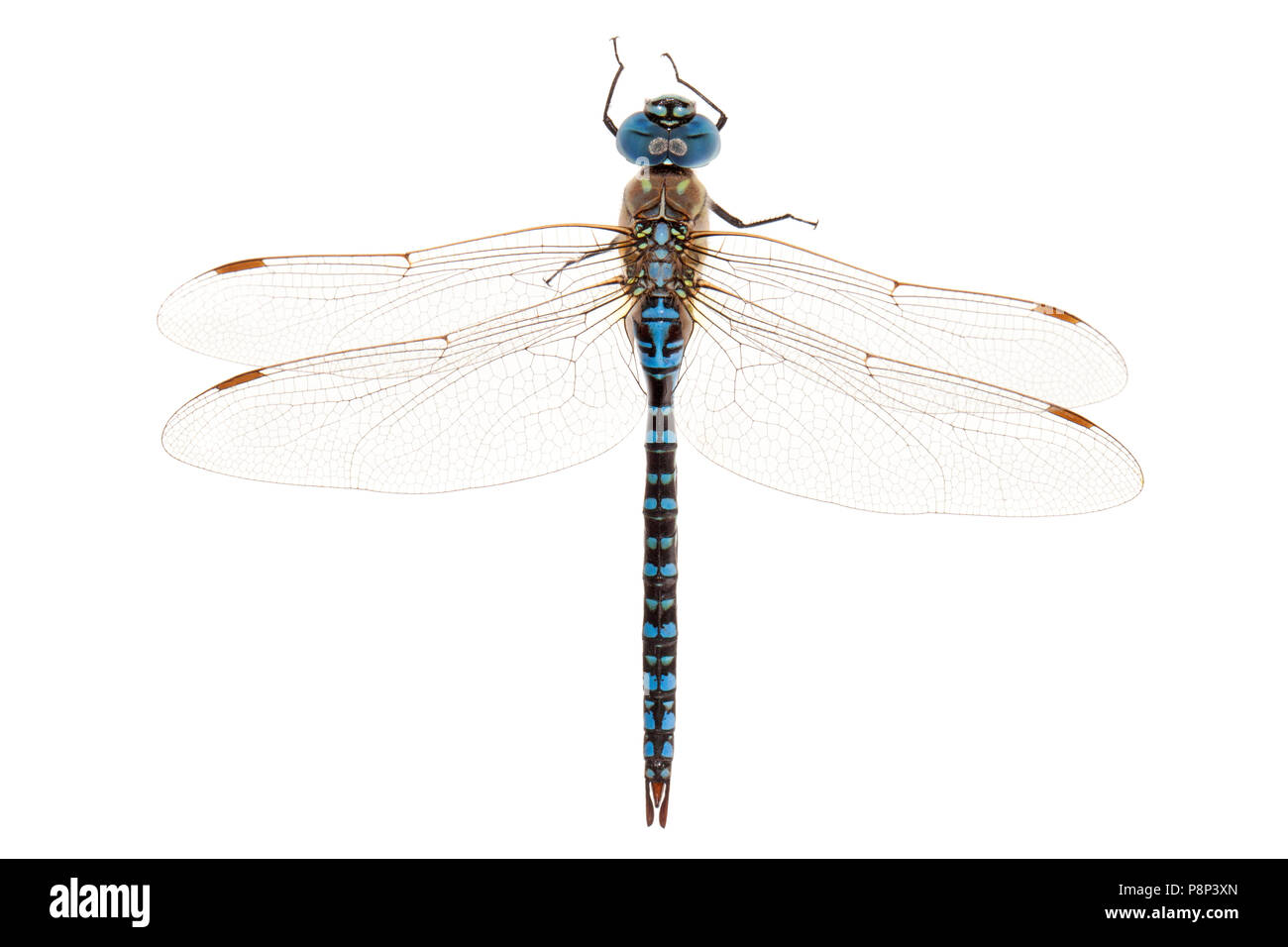 Blue-eyed Hawker isolated against a white background Stock Photo