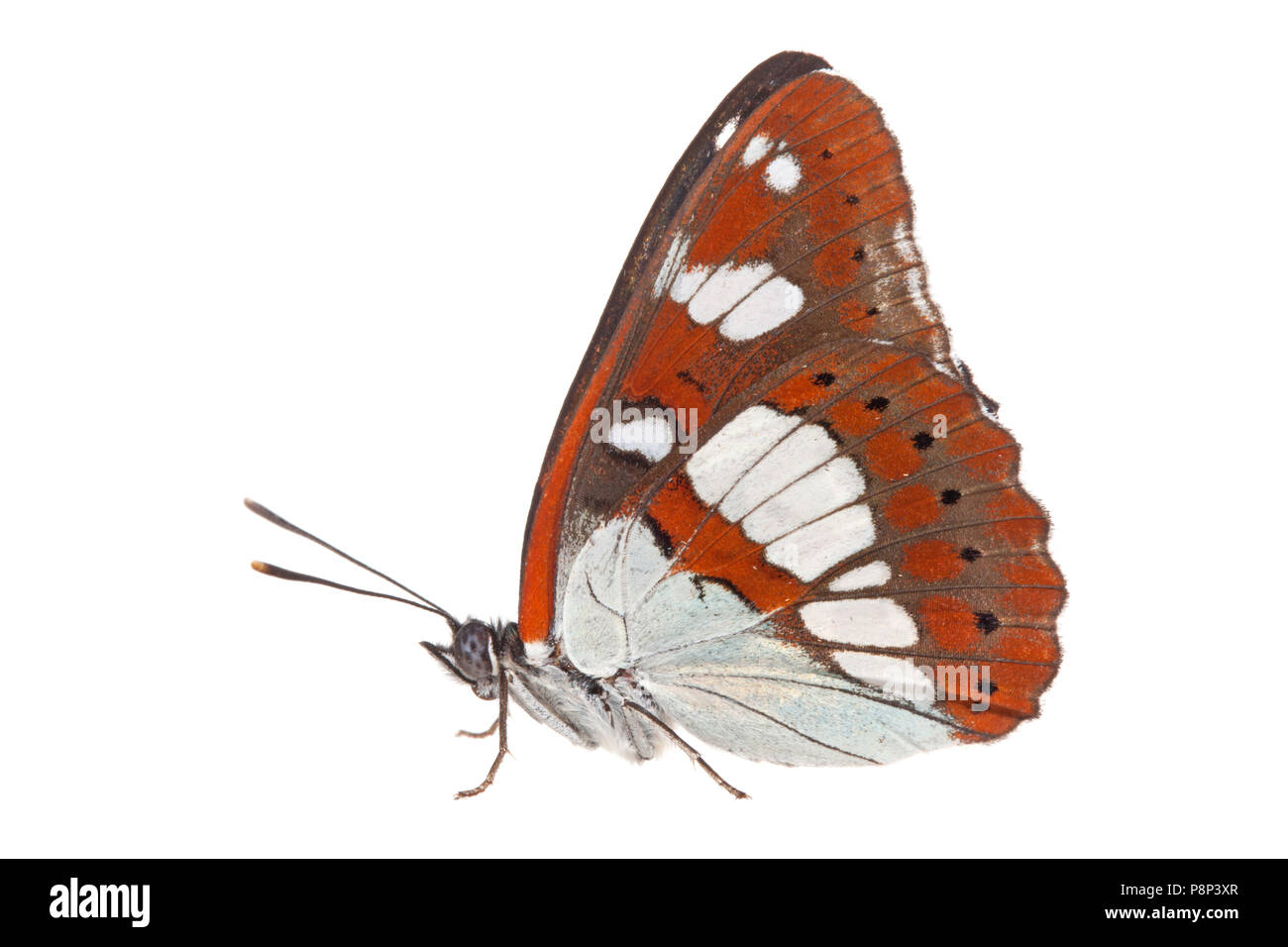 southern white admiral isolated against a white background Stock Photo