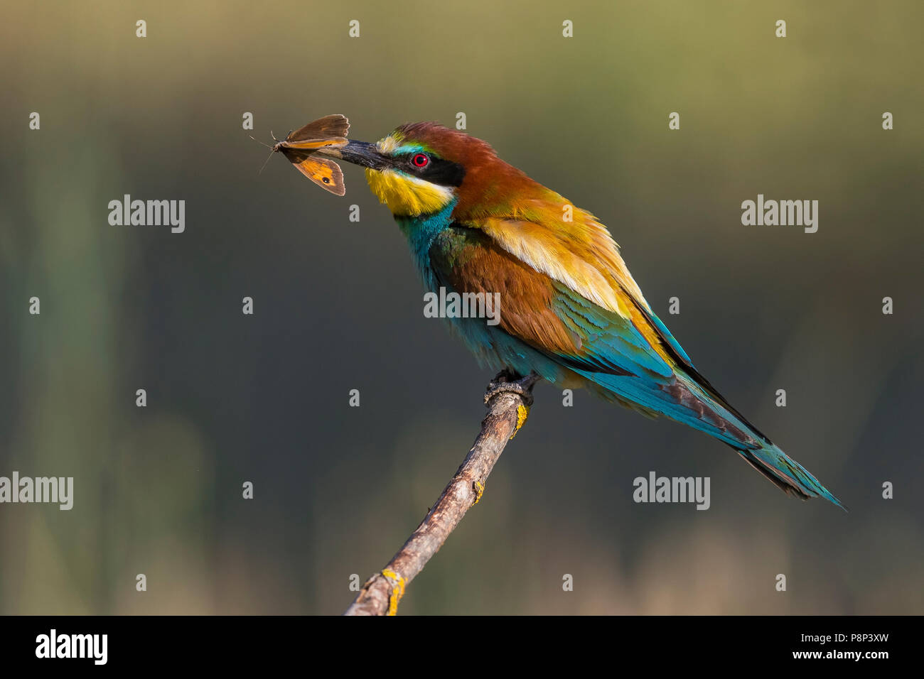 Perched European Bee-eater (Merops apiaster) holding insect in its bill Stock Photo
