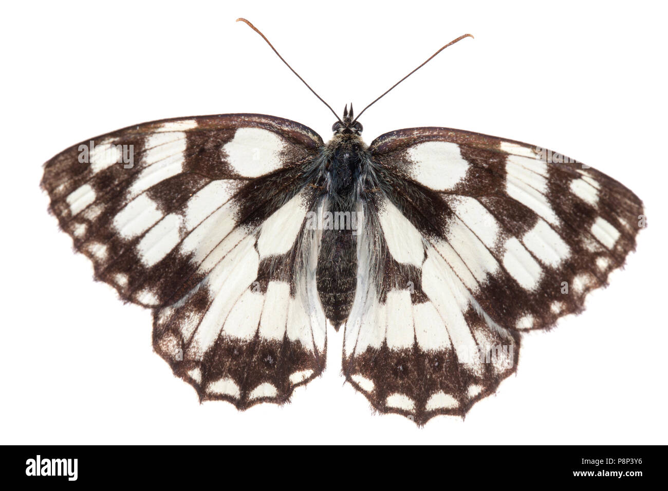 Marbled white isolated against a white background Stock Photo