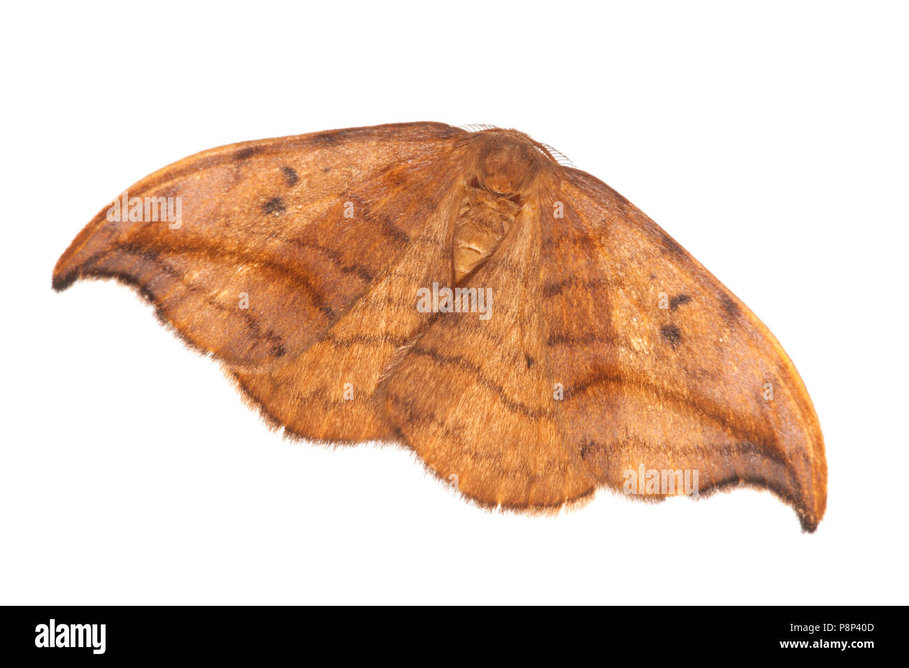 Oak Hooktip isolated against a white background Stock Photo