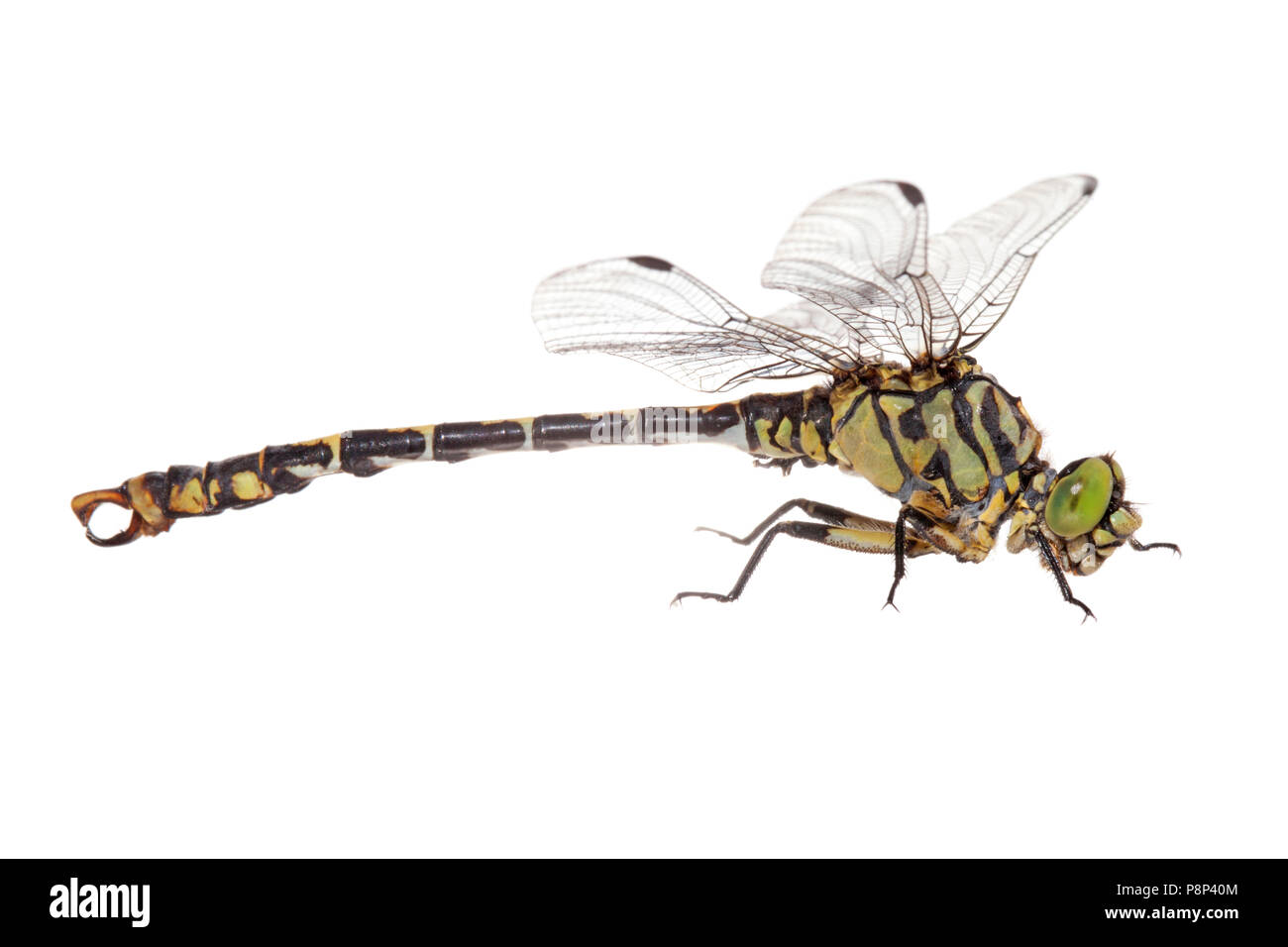 Green-eyed Hooktail isolated against a white background Stock Photo