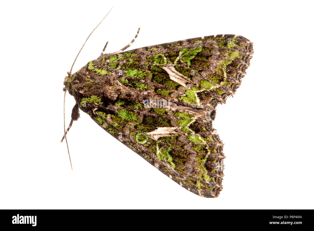 Orache Moth isolated against a white background Stock Photo