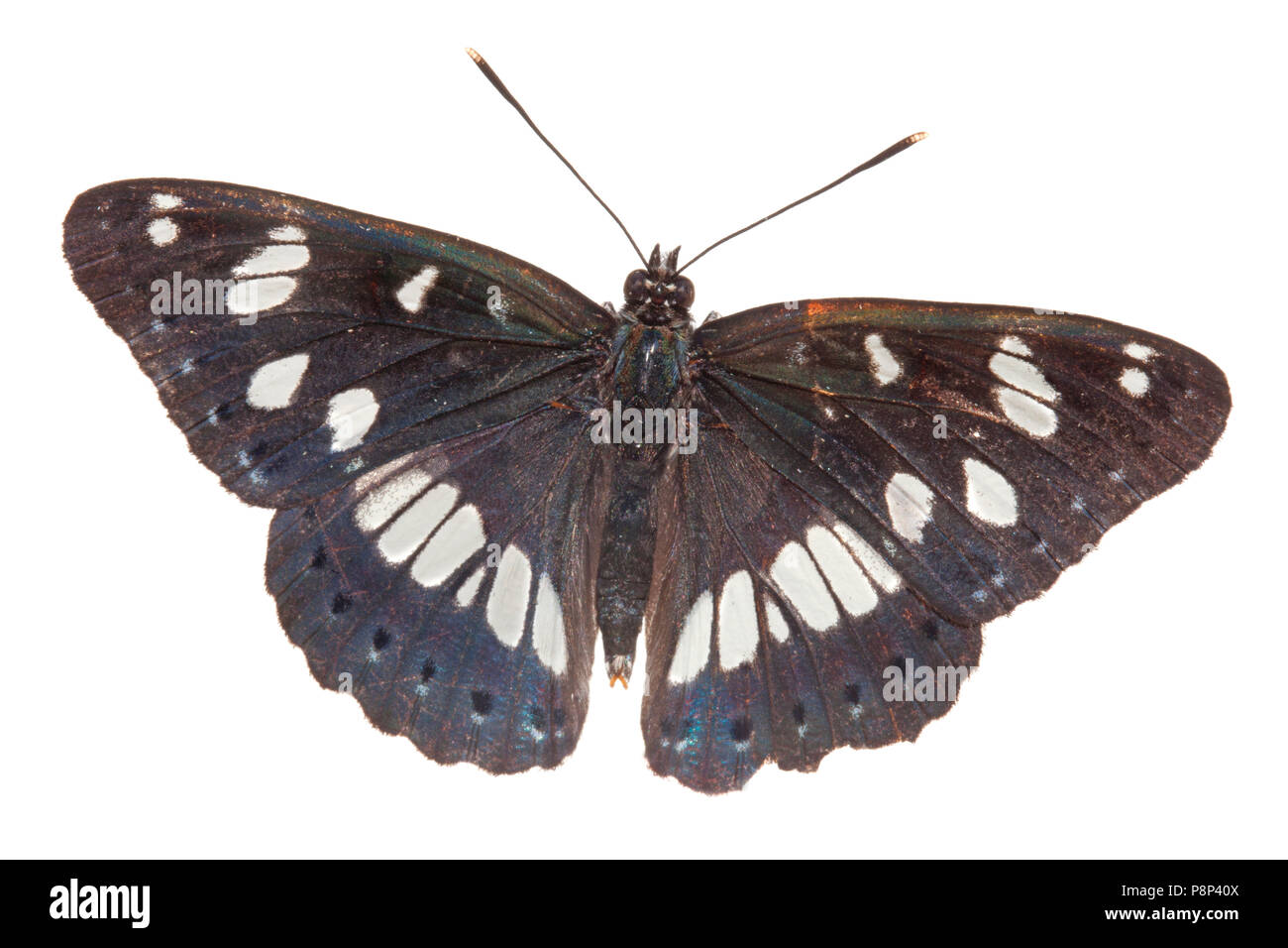 southern white admiral isolated against a white background Stock Photo