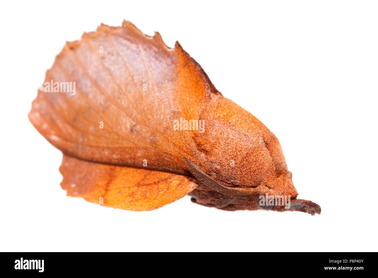Lappet isolated against a white background Stock Photo