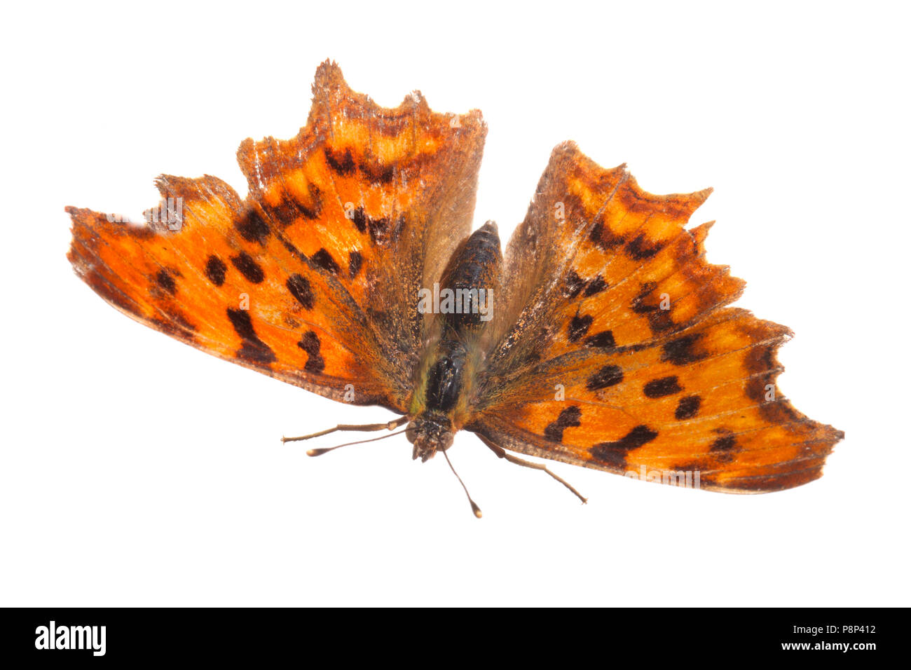 Comma butterfly isolated against a white background Stock Photo