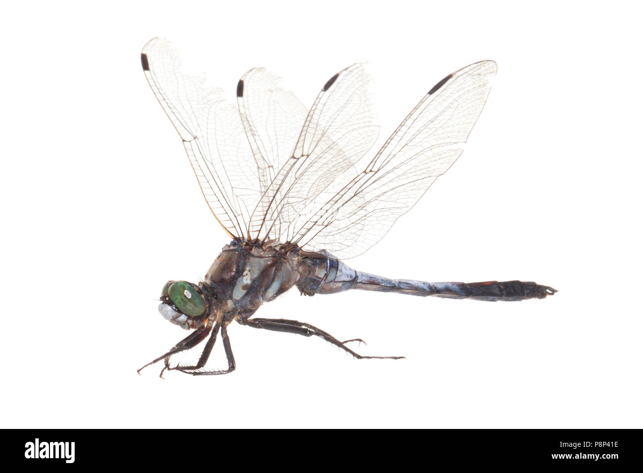 White-tailed skimmer isolated against a white background Stock Photo