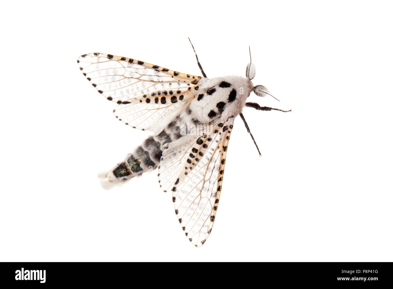 Leopard moth isolated against a white background Stock Photo