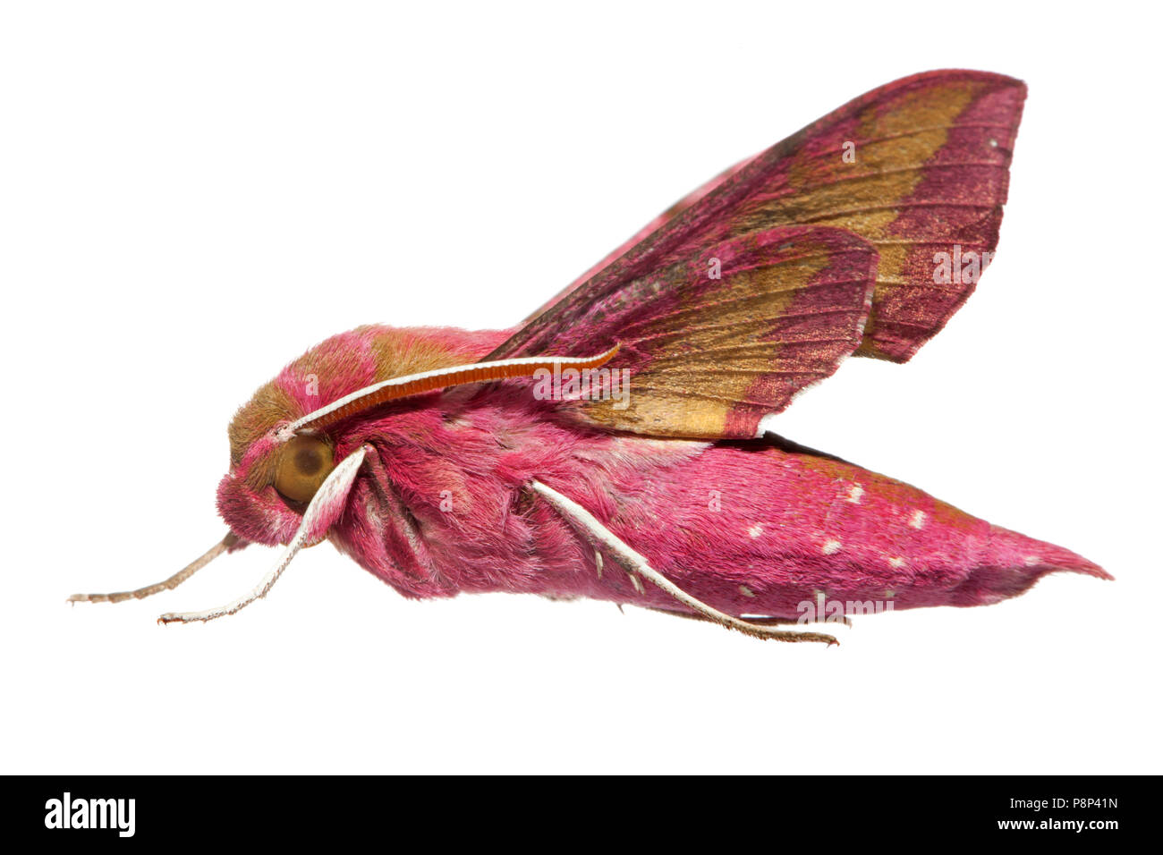 Small Elephant Hawk-moth isolated against a white background Stock Photo