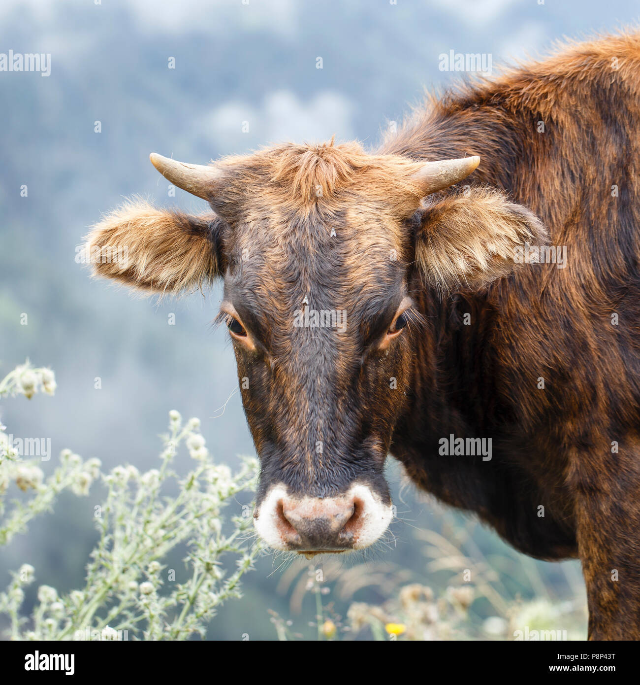 headshot of a brown cow Stock Photo