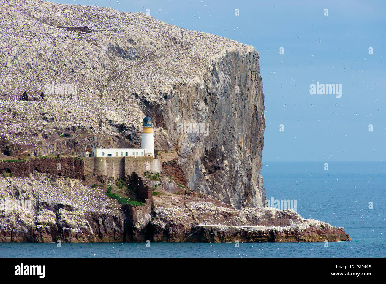 Gannet breeding colony on rock island the Bass rock in the North Sea. Europe Stock Photo