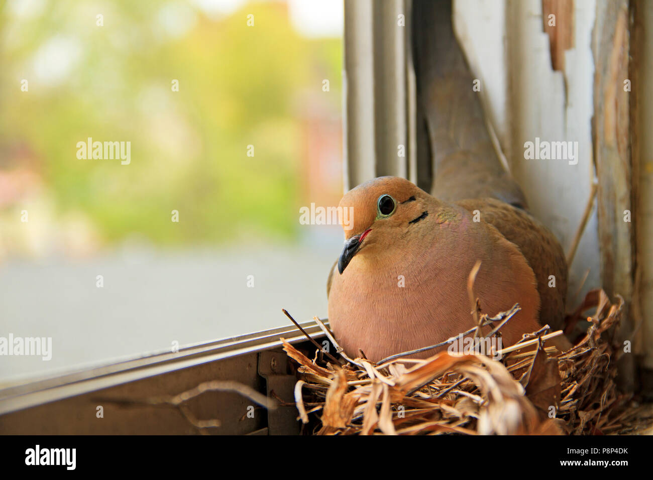 Dove nesting hi-res stock photography and images - Page 4 - Alamy