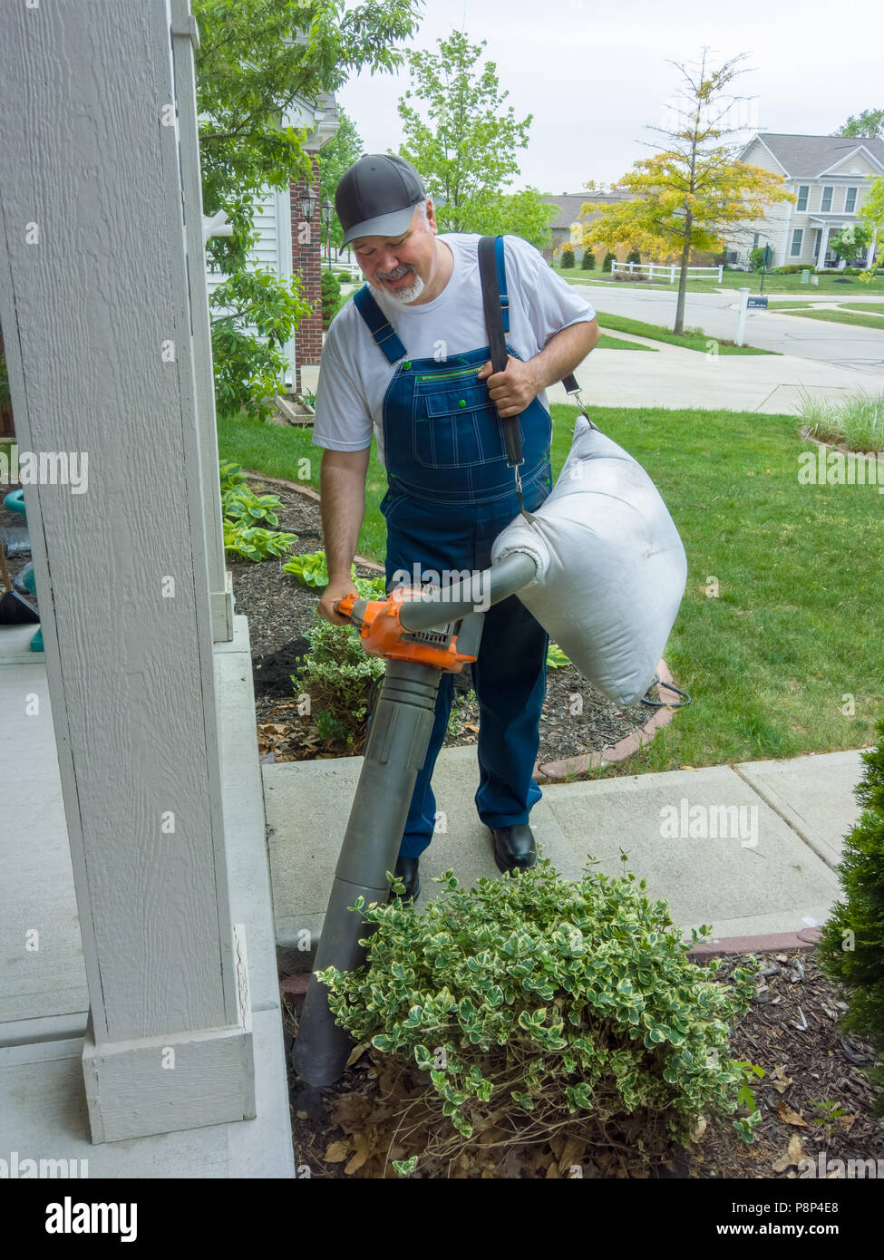 Man vacuuming leaves at the entrance to his house in a roadside view as he carefully works around the bushes in his flowerbed alongside the path Stock Photo