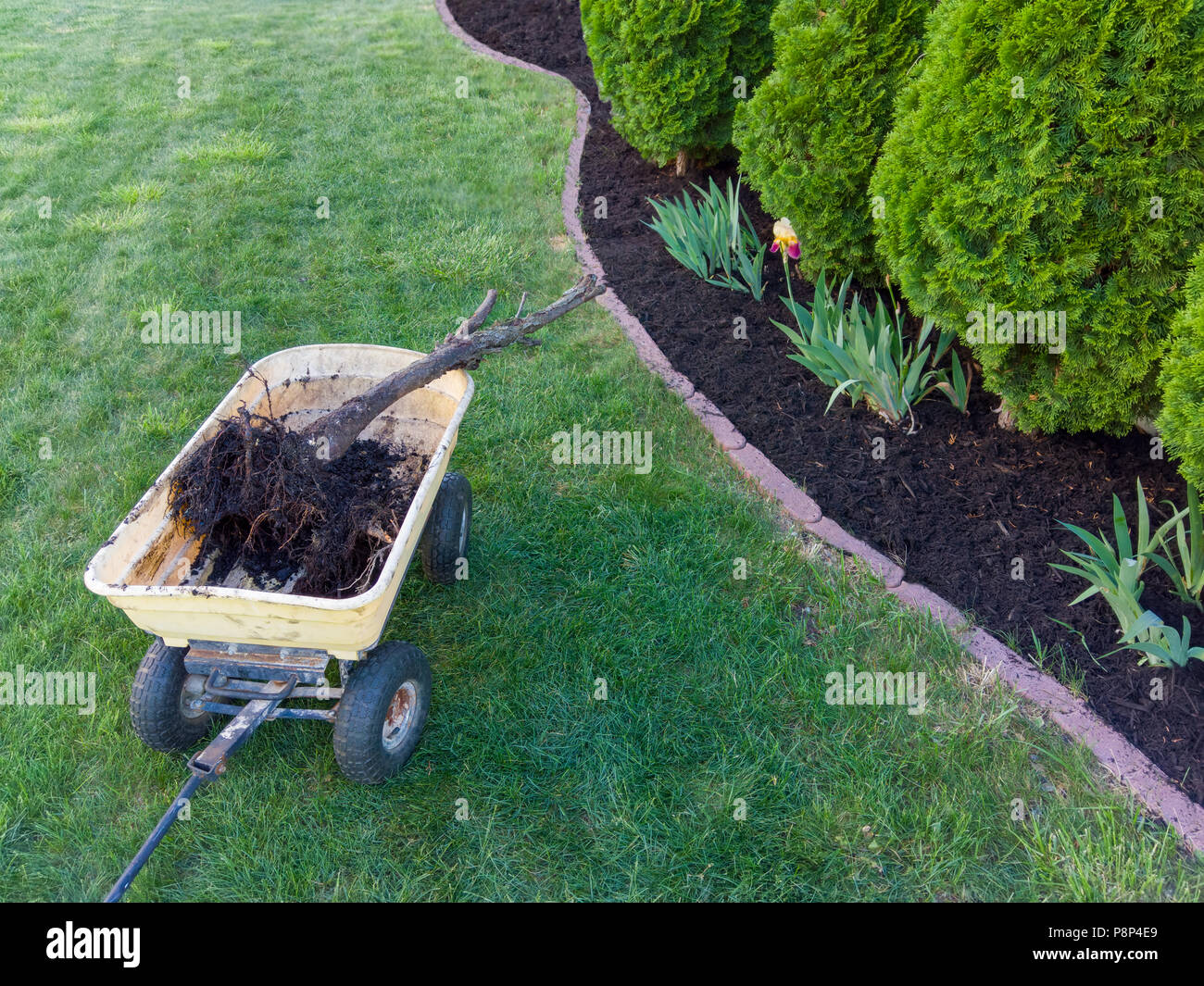 Removing a dead arborvitae tree from a flowerbed with a neat row of