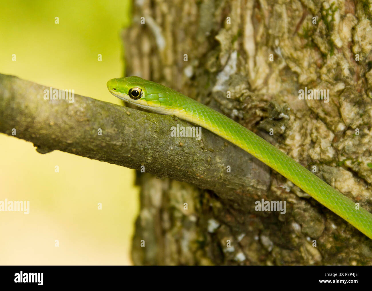 A Rough Green Snake Opheodrys Aestivus In A Tree Stock Photo