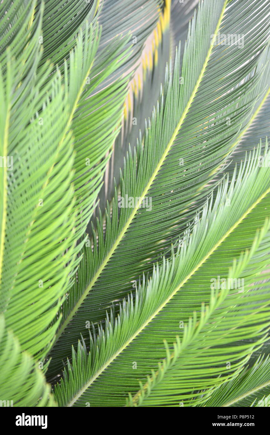 Cycas revoluta plant leafs Stock Photo - Alamy