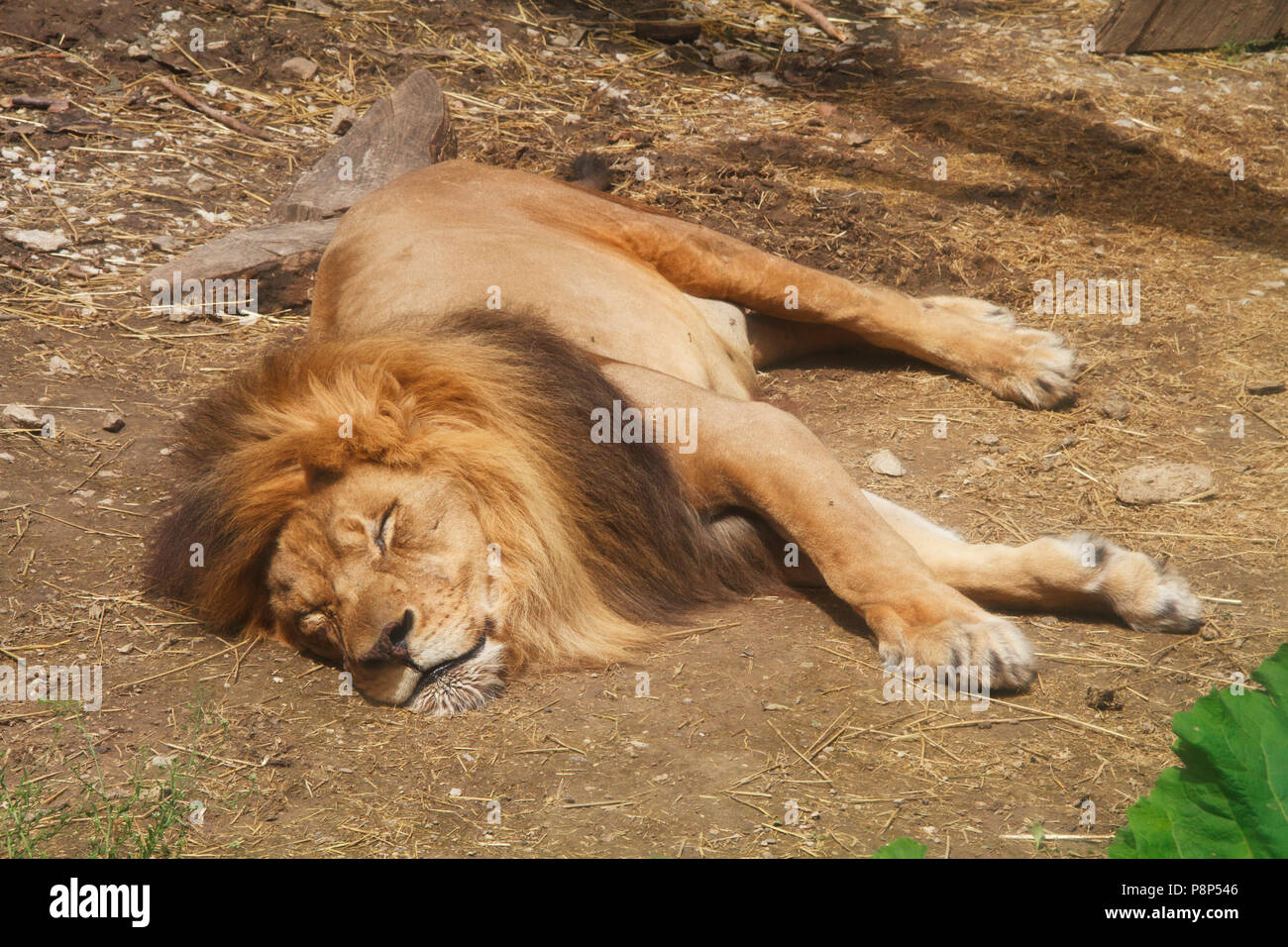 A male lion sleeping at the zoo, stretched out and relaxed Stock Photo