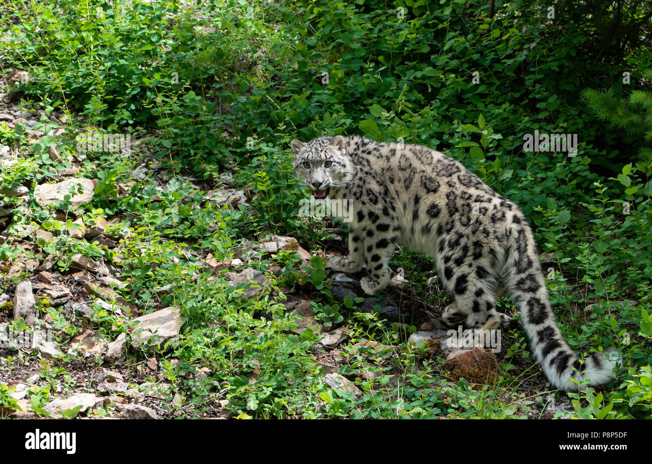 Snow leopard habitat hires stock photography and images Alamy