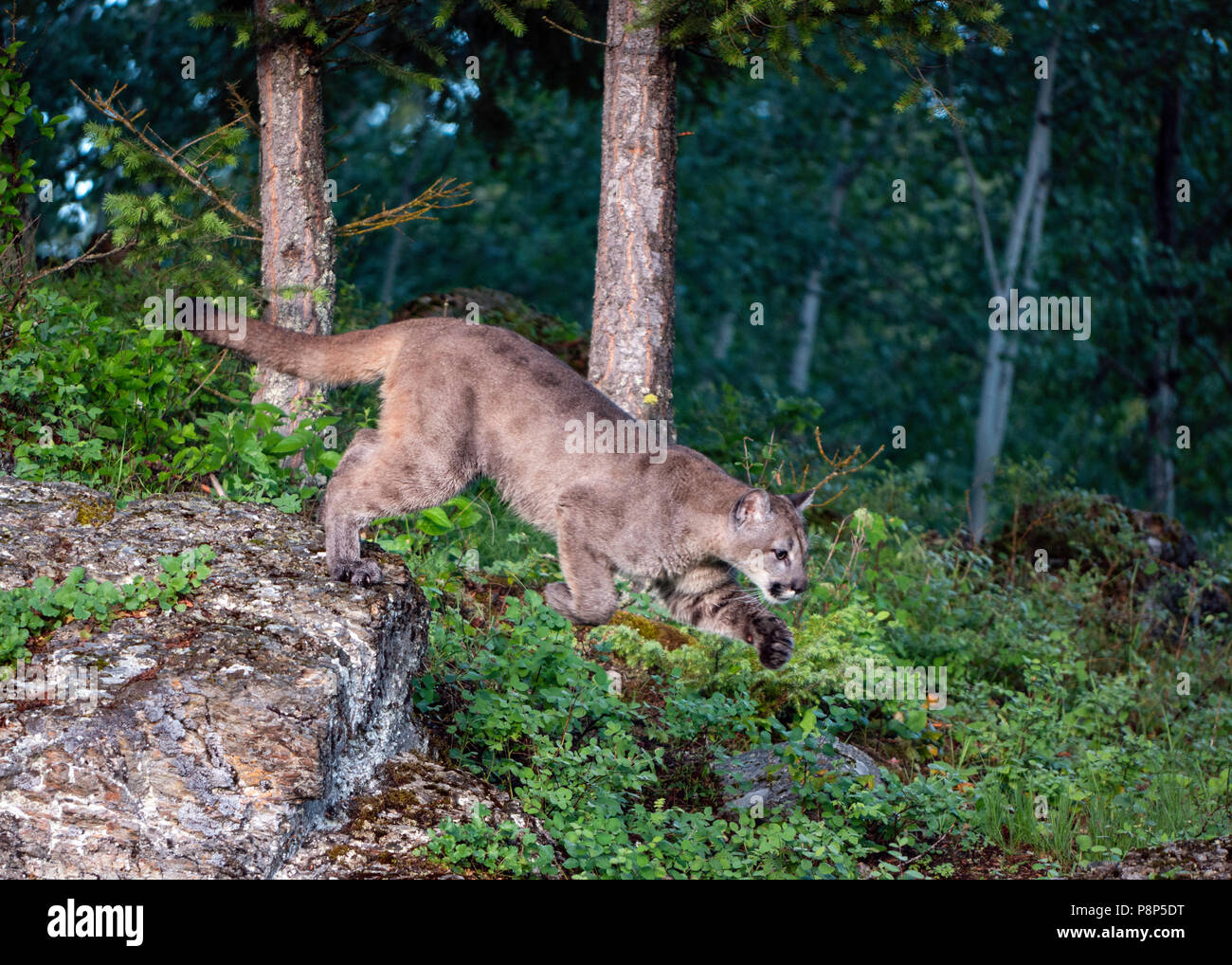 Leaping Mountain Lion Stock Photo Alamy