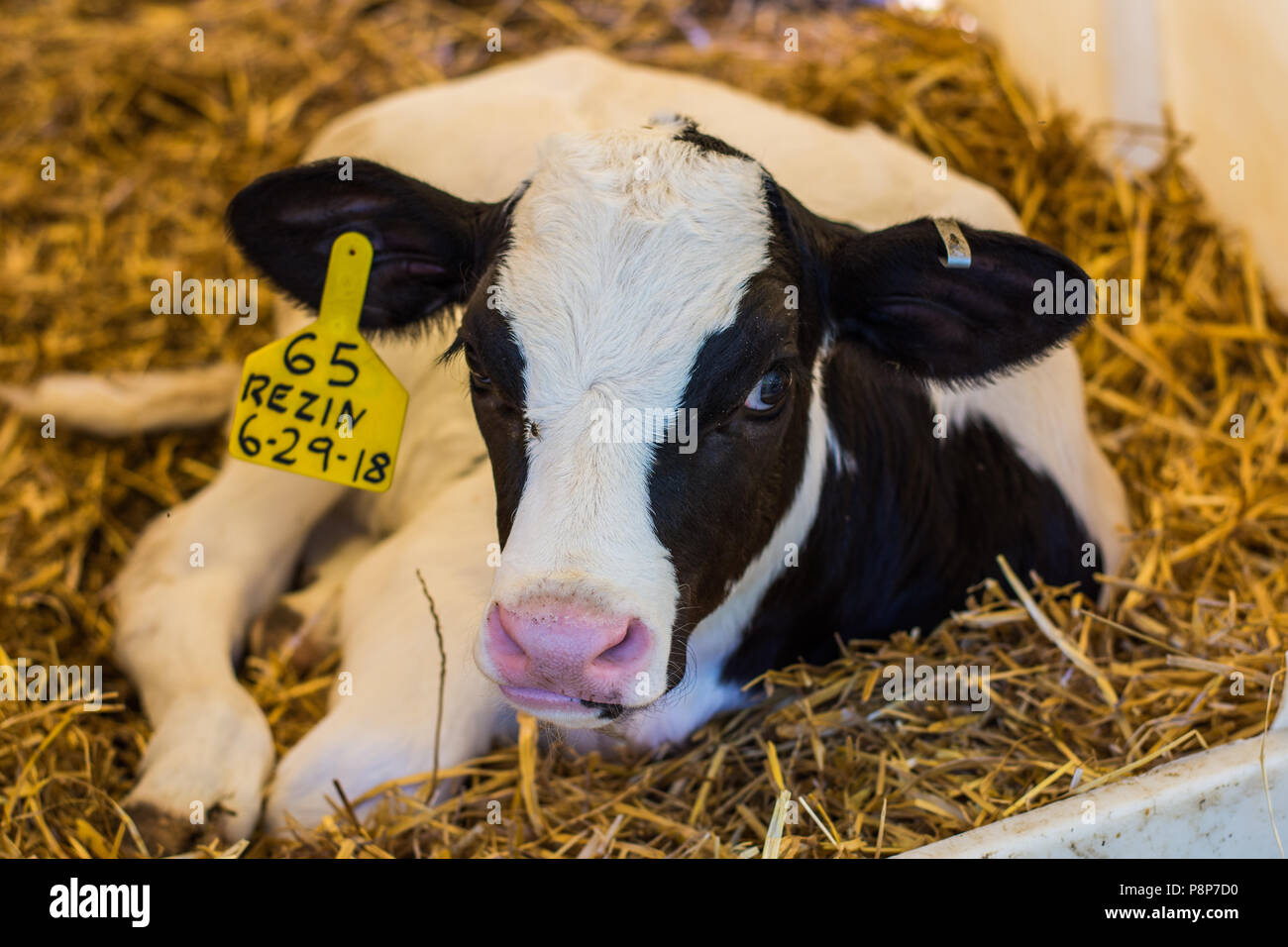 Baby Cows at a Dairy Farm in Central Pennsylvania Stock Photo Alamy