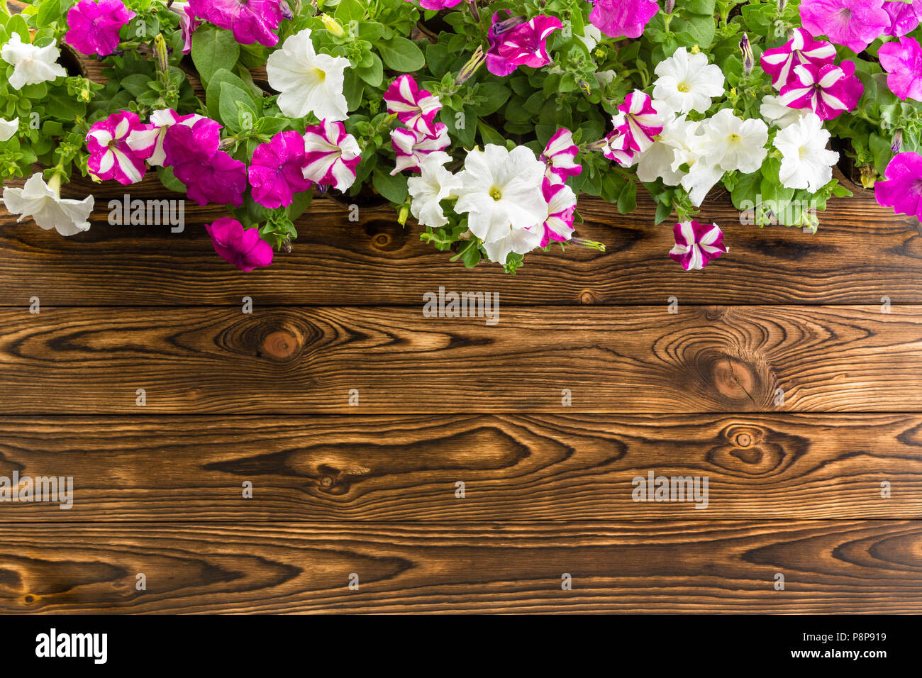 Spring flower border with colorful potted petunias in white and magenta over a rustic wooden garden table with woodgrain pattern and copy space Stock Photo
