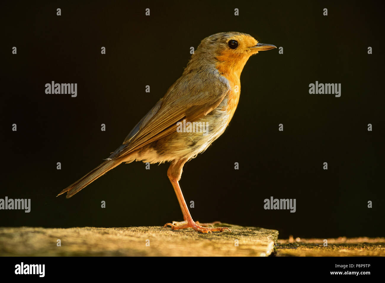 European Robin - Erithacus rubecula, beatiful red breasted perching bird from European gardens and woodlands. Stock Photo