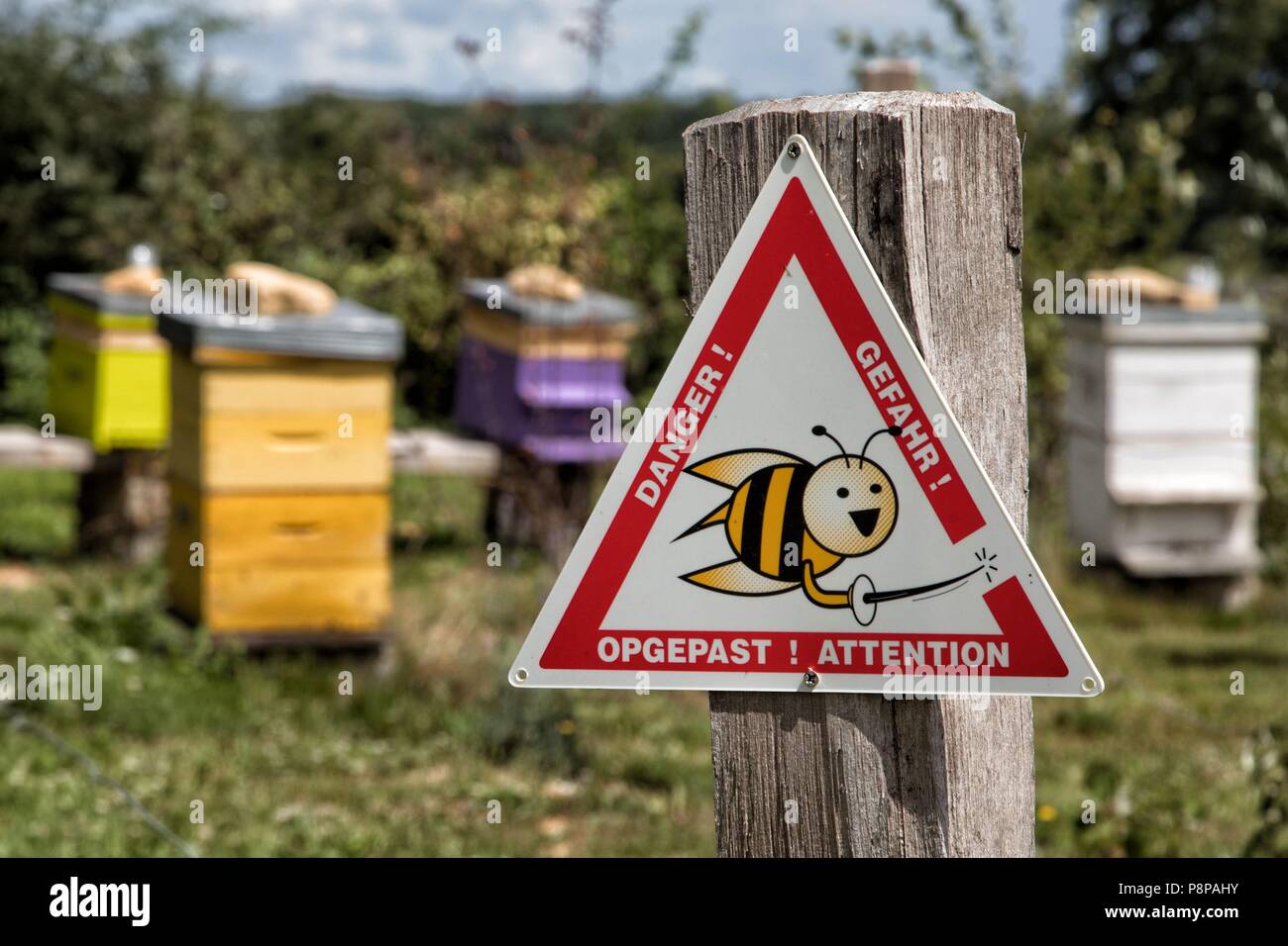 APIARIES IN THE SAONE ET LOIRE, (71) BURGUNDY, FRANCE Stock Photo - Alamy