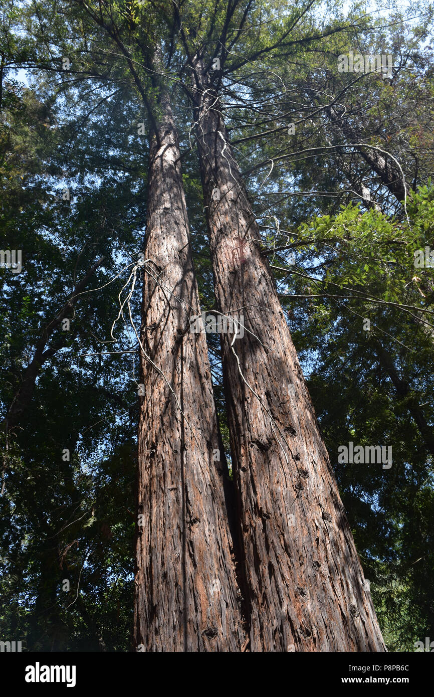 Looking up the trunks of two redwood trees in California. Stock Photo