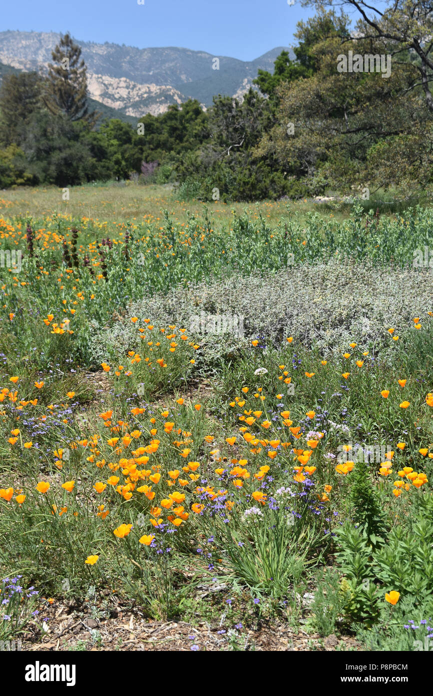 Lush meadow with California poppies and wildflowers growing in Santa