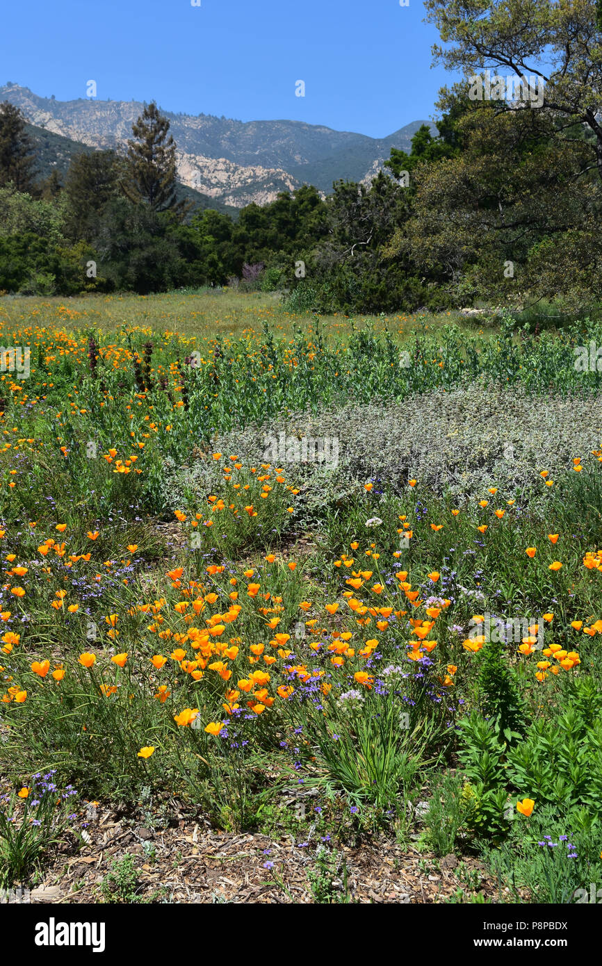 Scenic mountains and a meadow with wildflowers Stock Photo - Alamy