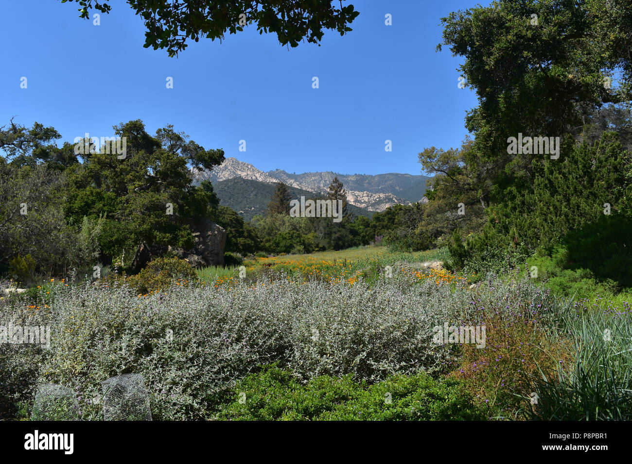 Spring Day At Santa Barbara Botanical Garden In California Stock