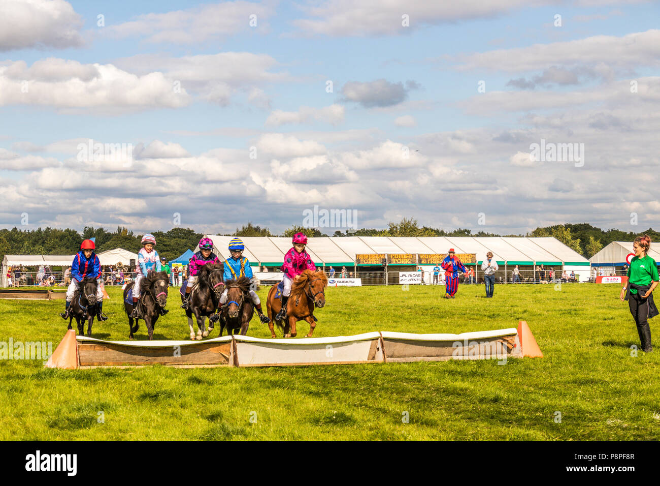 Shetland Pony Jumping Hi res Stock Photography And Images Alamy shetland-pony-jumping-hi-res-stock-photography-and-images-alamy