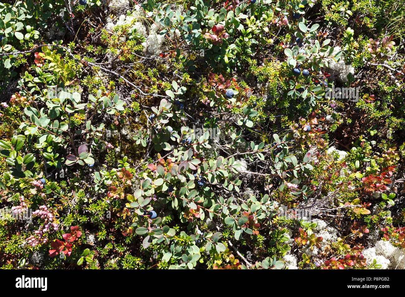 Tundra texture background with blueberry, dwarf birch and lichen Stock Photo