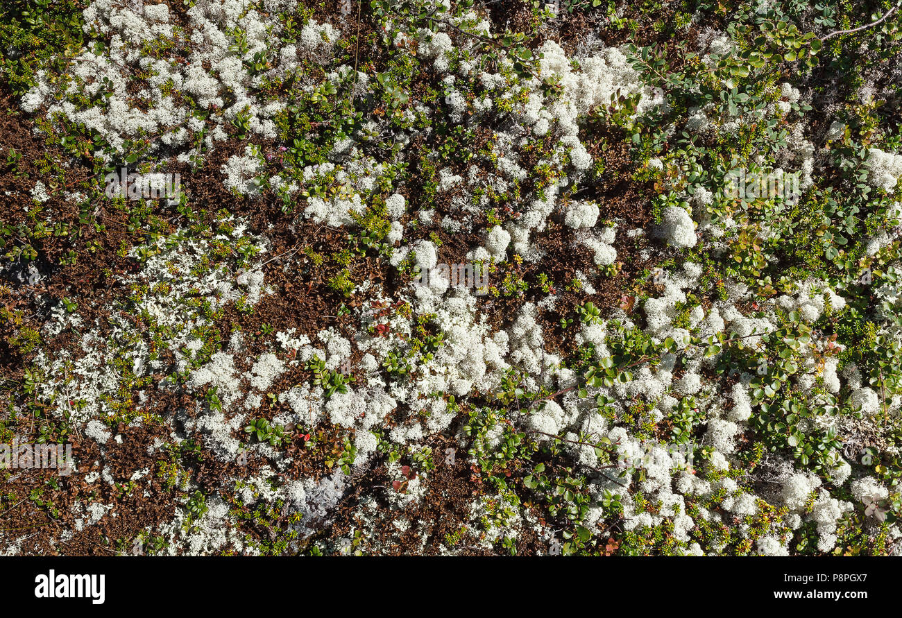 Tundra texture background with blueberry, dwarf birch and lichen Stock Photo