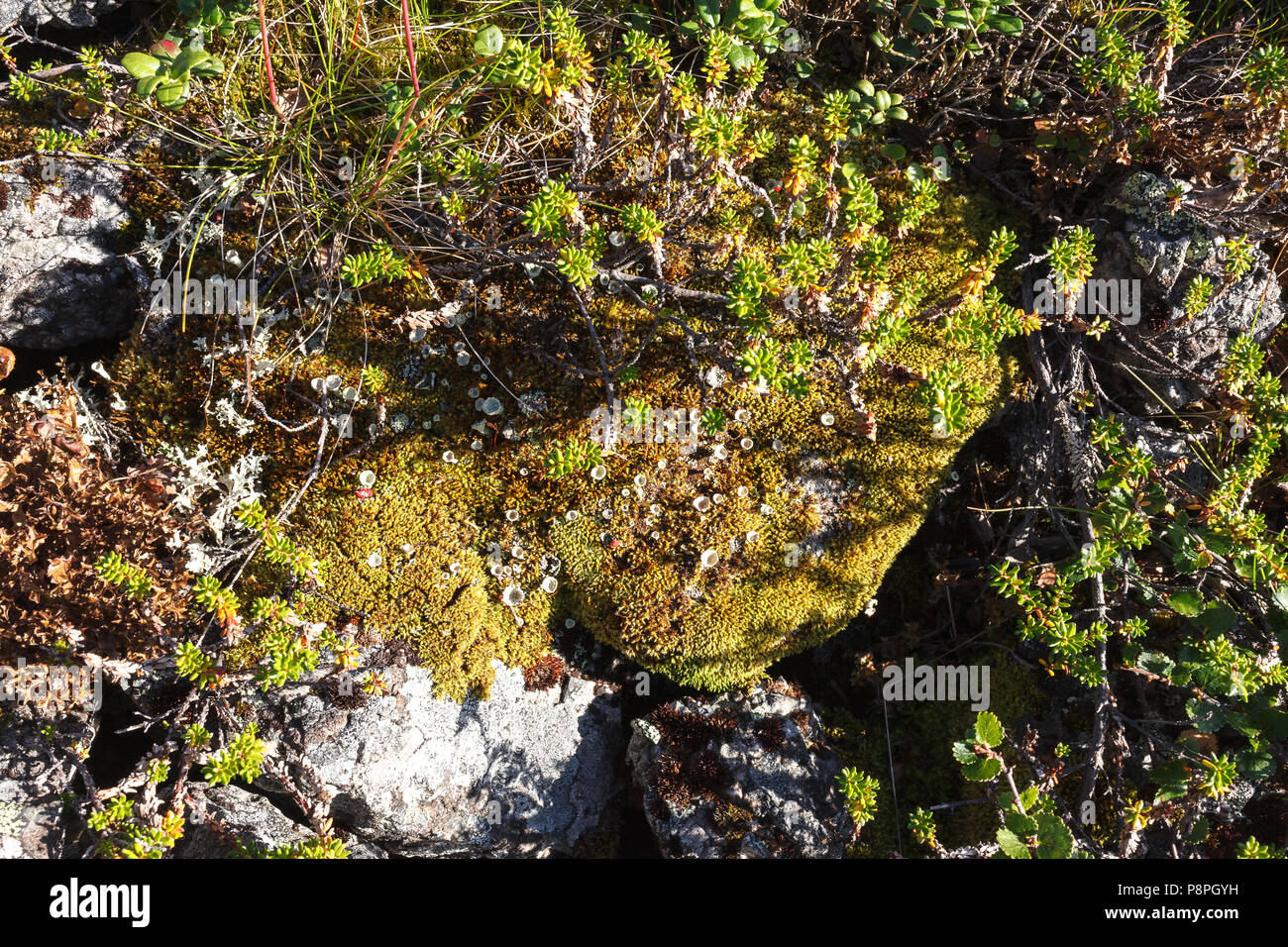 Lichen and moss texture. Stock Photo