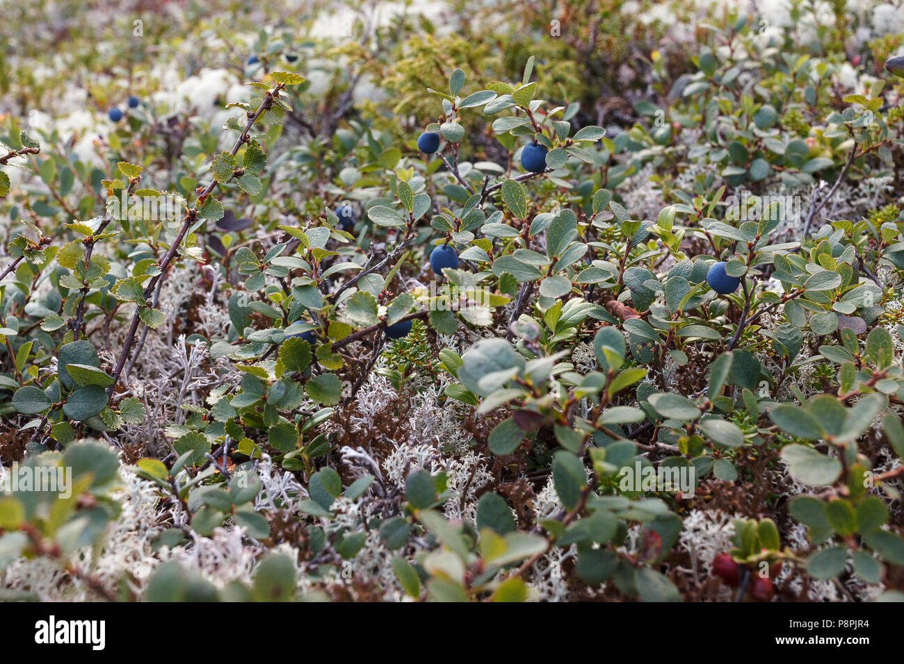 Blueberry bushes in the Arctic. Stock Photo