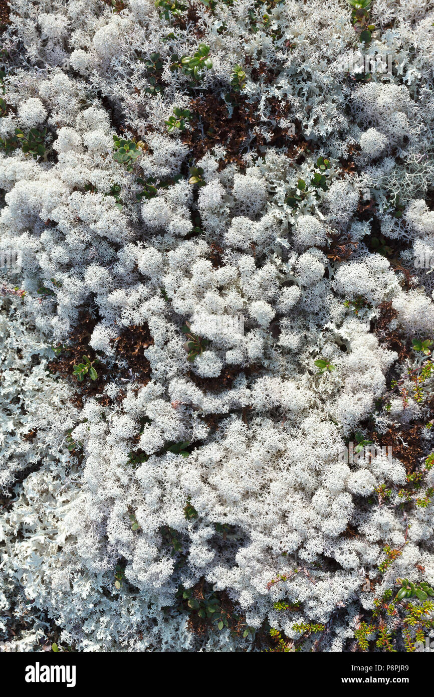 Lichen texture. Cladonia Stock Photo