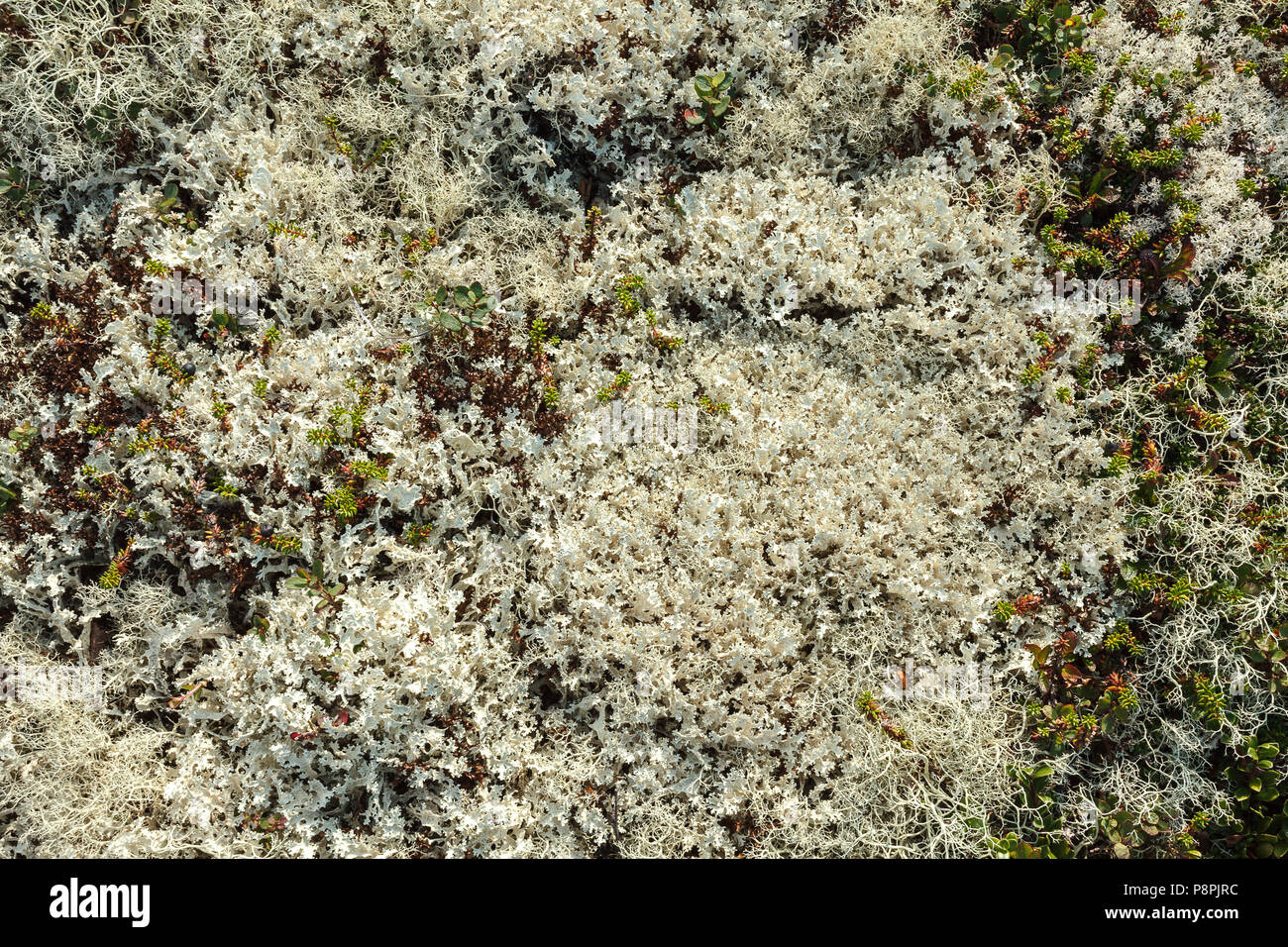 Lichen texture. Cladonia Stock Photo