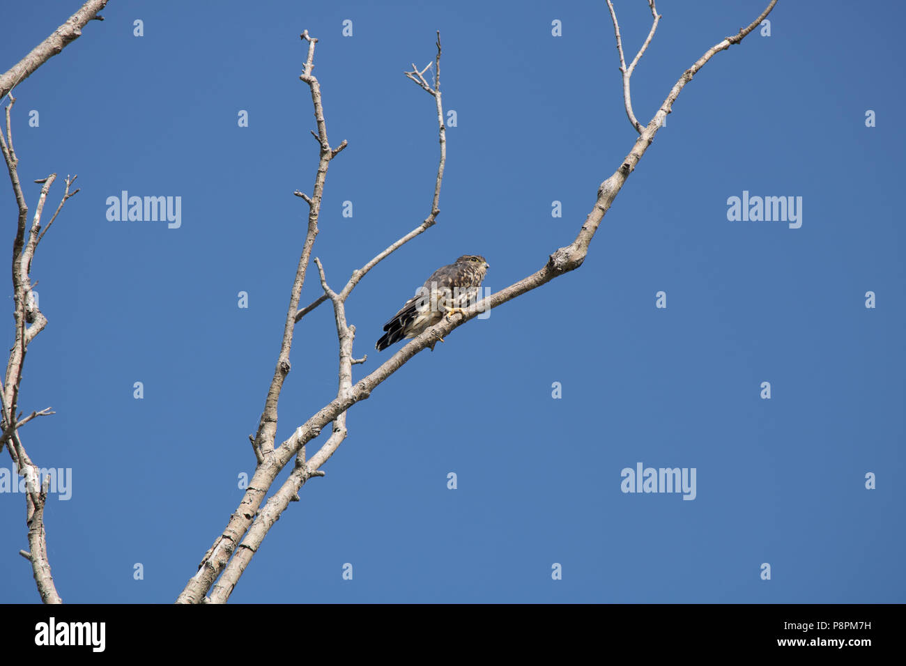 Merlin ontario hi-res stock photography and images - Alamy