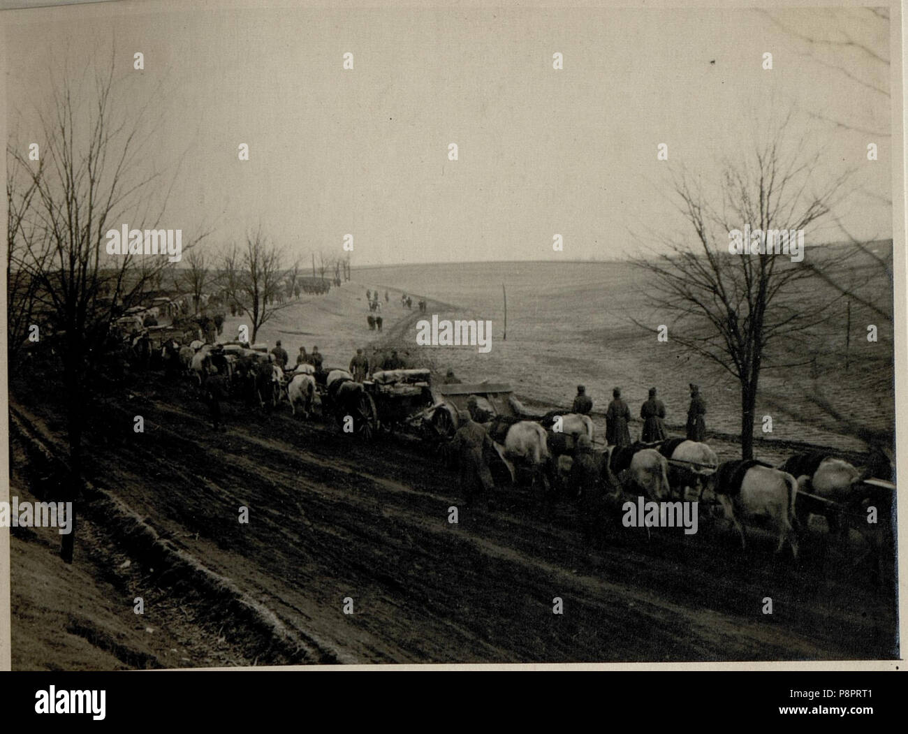 .   115 Die Batterie auf dem Marsche nach Bukarest, 14.12.1916 (BildID 15544881) Stock Photo