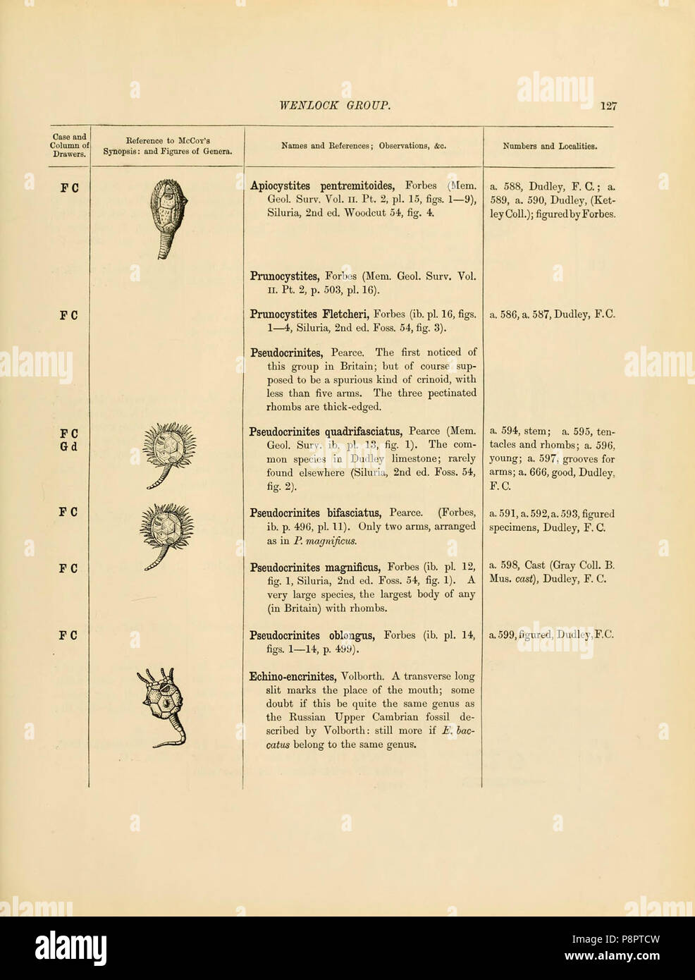 A catalogue of the collection of Cambrian and Silurian fossils contained in the Geological Museum of the University of Cambridge (Page 127) Stock Photo