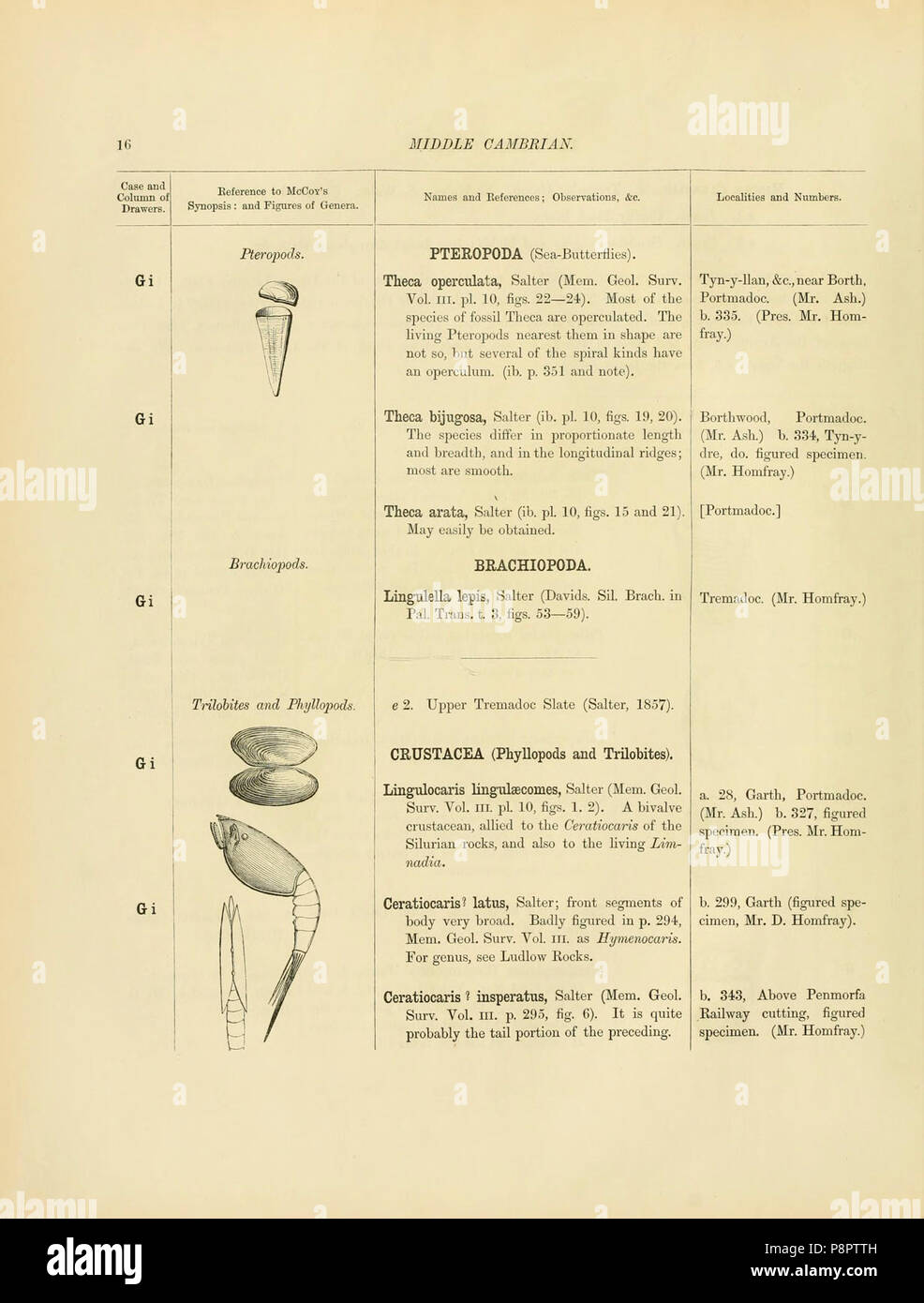 A catalogue of the collection of Cambrian and Silurian fossils contained in the Geological Museum of the University of Cambridge (Page 16) Stock Photo