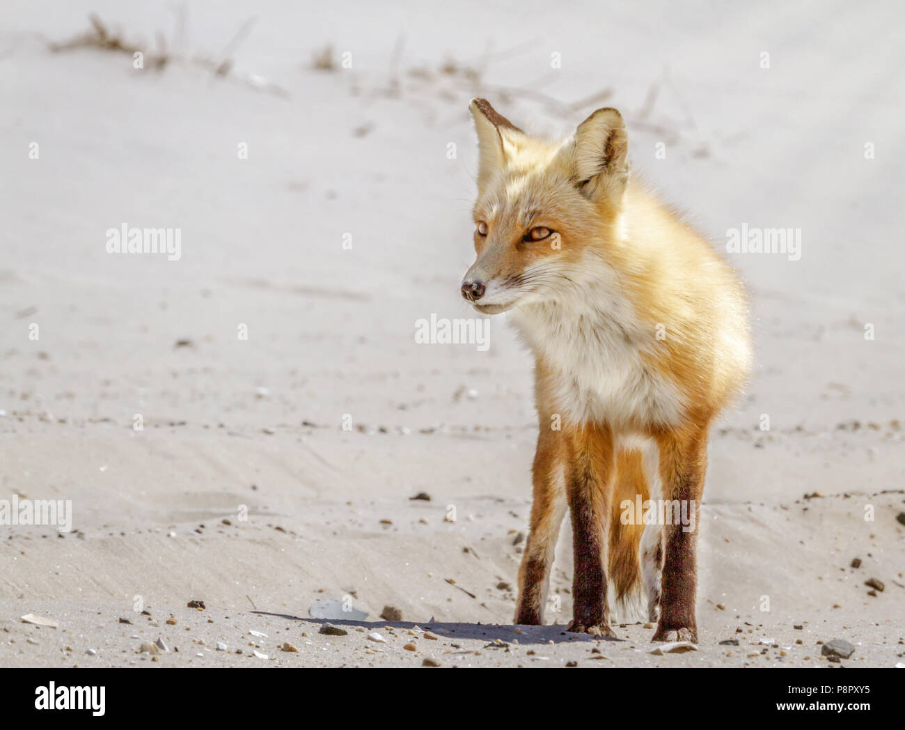Fox on the beach Island Beach State Park in New Jersey, USA Stock Photo