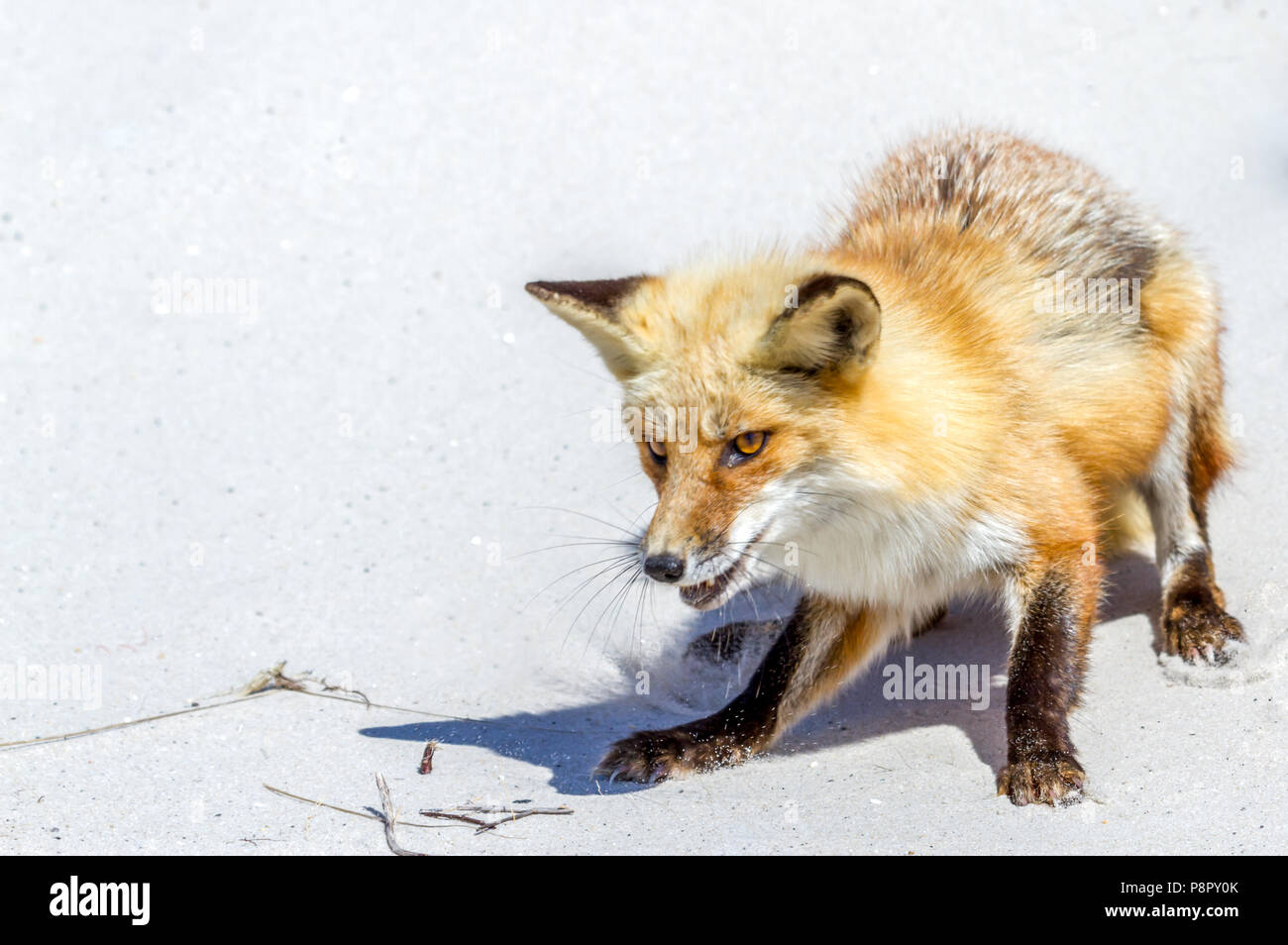 Playful red  fox on sand dune in Island Beach State Park Stock Photo