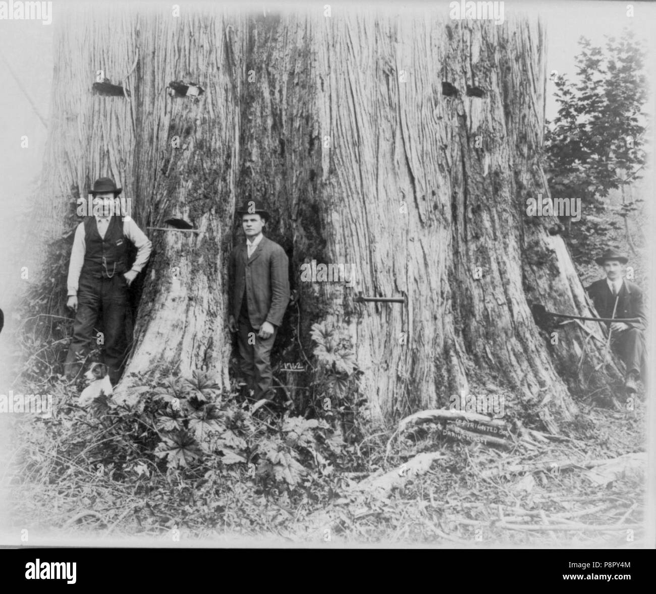 A cedar tree in Washington, 18 feet in diameter Stock Photo