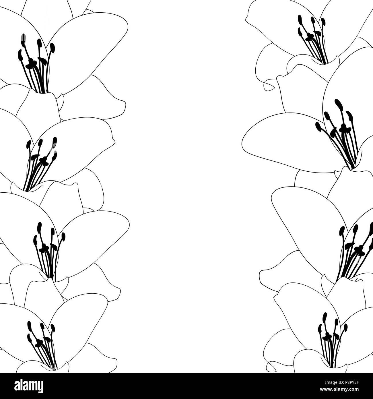 Lily Flower Outline Border isolated on White Background. Vector ...