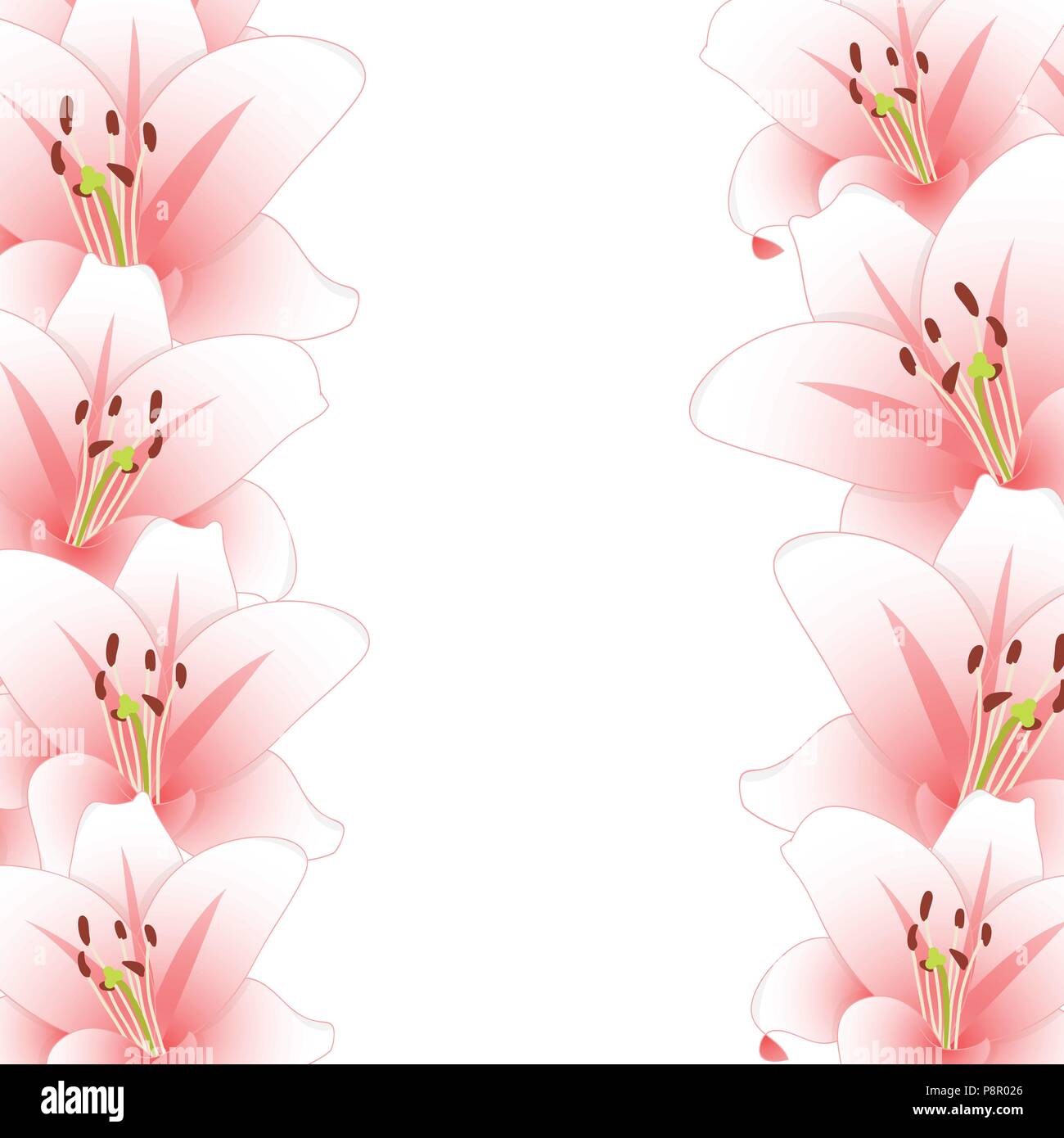 Pink Lily Flower Border isolated on White Background. Vector