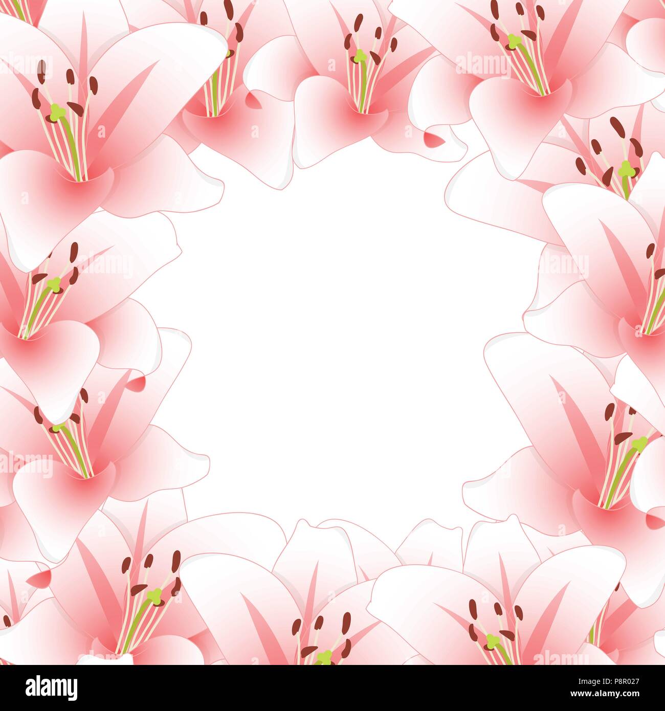 Pink Lily Flower Border isolated on White Background. Vector