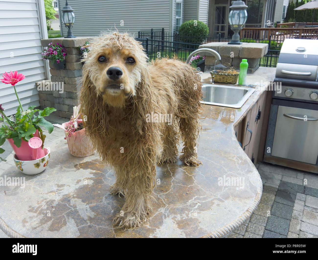 Cute dripping wet golden cocker spaniel pup standing on top of the counter in an outdoor kitchen after being bathed in the sink Stock Photo