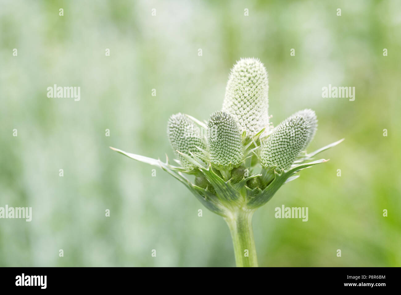 Eryngium agavifolium flowers. Stock Photo